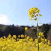 runの画像