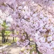 てんの画像