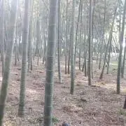 竹林　昭和レトロ堂の画像