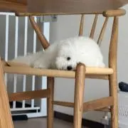 べべの画像