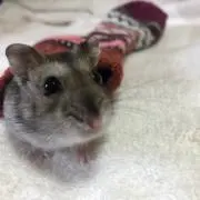 ぷりぷり