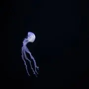 Soraの画像