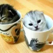 ともこ★の画像