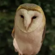 けびん　断捨離中の画像