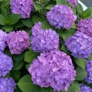 紫陽花の画像
