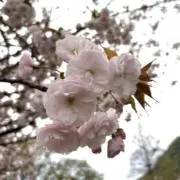420の画像