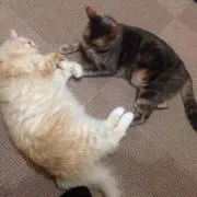 みすじ