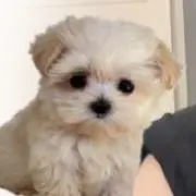 miの画像