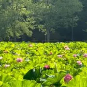 ナナコ♪即購入大歓迎♪の画像