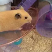 あおのしん★プロフ必須でお願いします。の画像