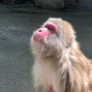 パルファム_(┐「ε:)_の画像