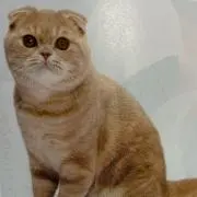 はるる