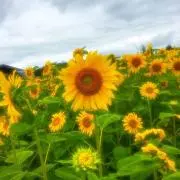 愛夢の画像