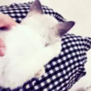 きなこ