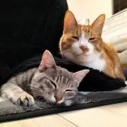 猫4匹