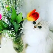 りんちゃんの画像