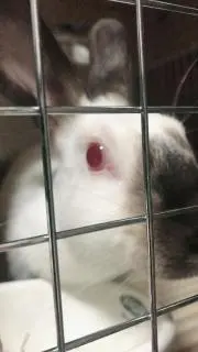 のら