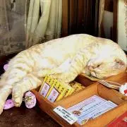 断捨離中⭐︎ミルの画像