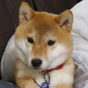 ぱるの画像