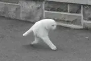 CATの画像
