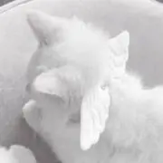 くーの画像