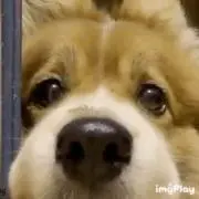 zZzの画像