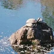 あの画像