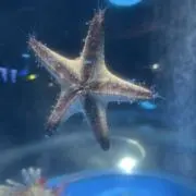 沼