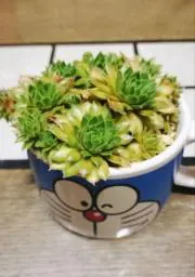 モチェの画像
