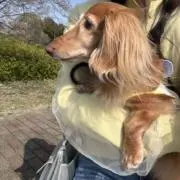 こての画像
