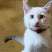 たぬきの画像