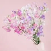 はるかずの画像
