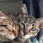 LFAの画像