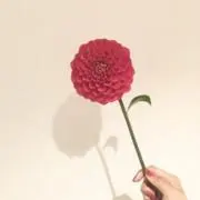 ぴよの画像