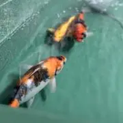 はやし