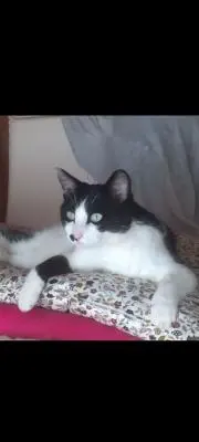 福ちゃんの画像