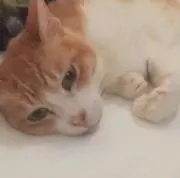 コバンの画像