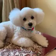 ひっこ