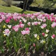 bellflowerの画像