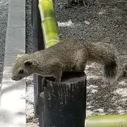 のこめの画像