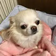 ふうちゃん