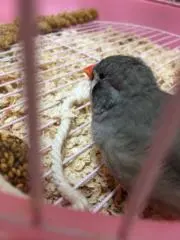 あたたの画像