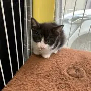 シズちん