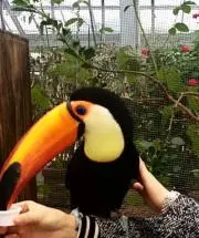 よっこいしょーいち！の画像