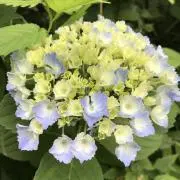 raymondの画像