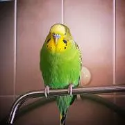 ピース