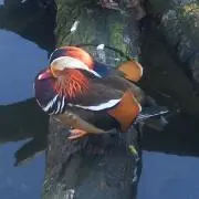 コロコワニの画像