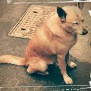 タラハチ