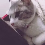 Tomo