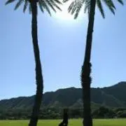 たんぽぽ